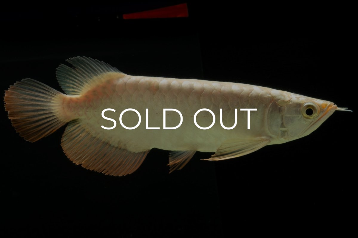 画像1: 過背金龍　NO.5（イーロン産） (1)