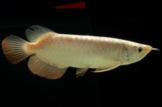 画像1: 過背金龍　NO.5（イーロン産） (1)