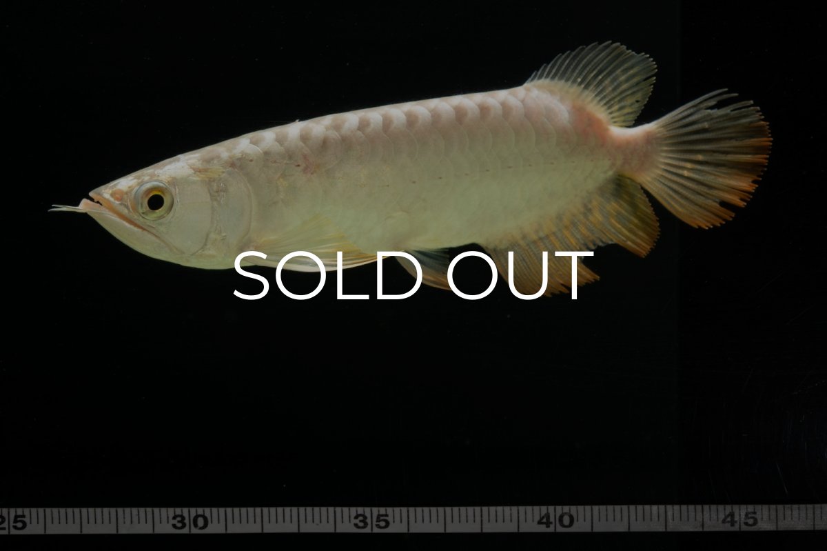 画像9: 過背金龍　NO.6（イーロン産） (9)