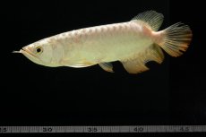 画像9: 過背金龍　NO.6（イーロン産） (9)