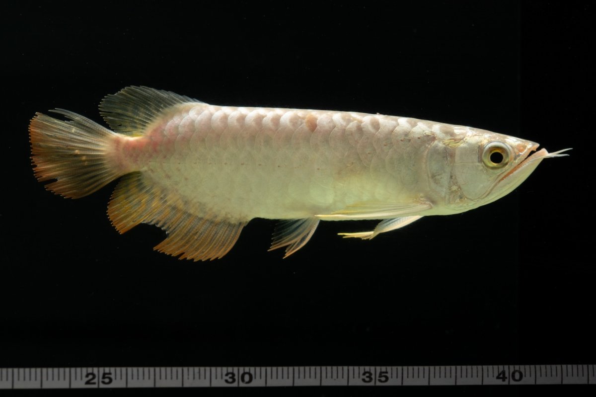 画像11: 過背金龍　NO.6（イーロン産） (11)