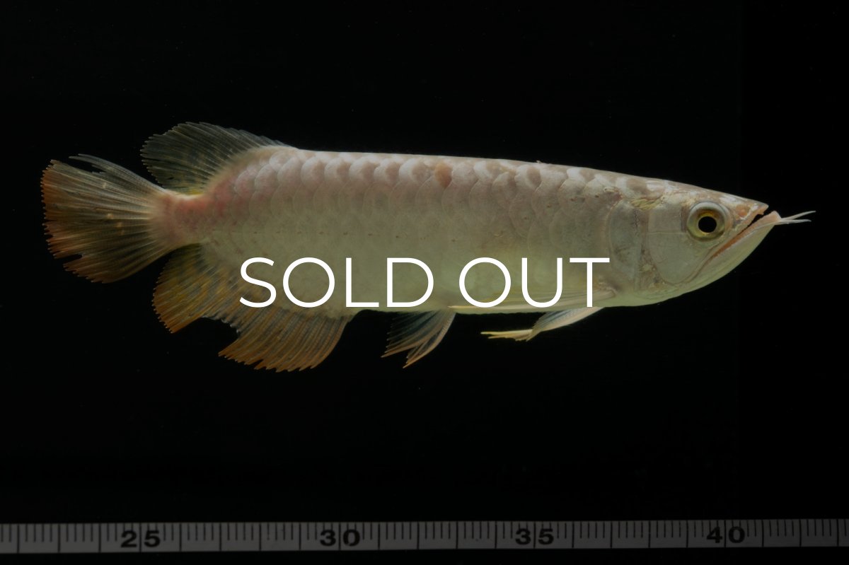 画像11: 過背金龍　NO.6（イーロン産） (11)