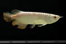 画像11: 過背金龍　NO.6（イーロン産） (11)