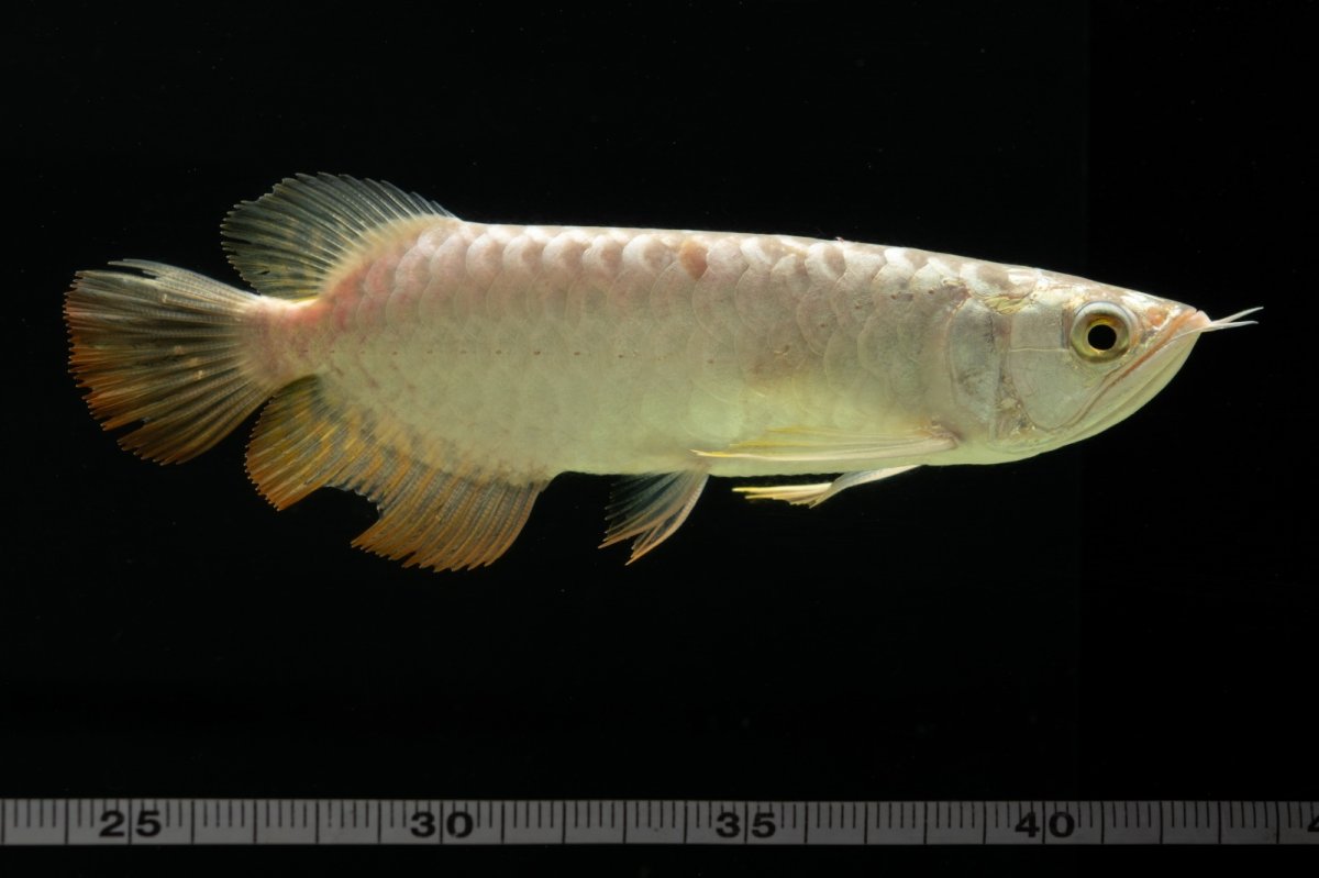 画像10: 過背金龍　NO.6（イーロン産） (10)