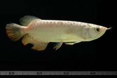 画像10: 過背金龍　NO.6（イーロン産） (10)