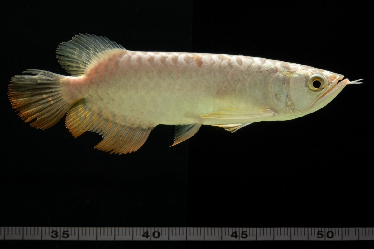 画像8: 過背金龍　NO.6（イーロン産） (8)