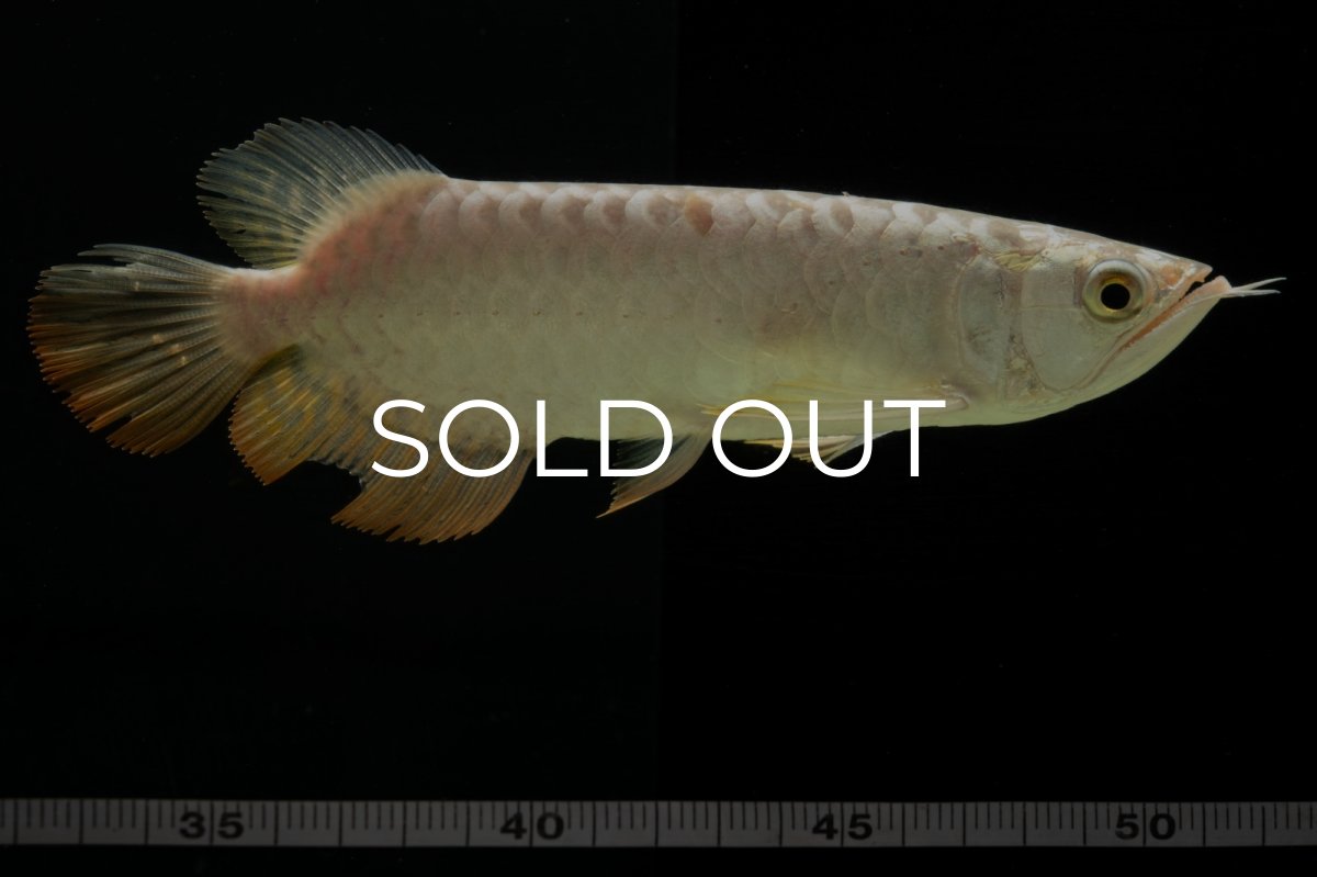 画像8: 過背金龍　NO.6（イーロン産） (8)