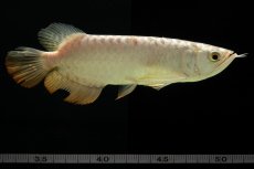 画像8: 過背金龍　NO.6（イーロン産） (8)