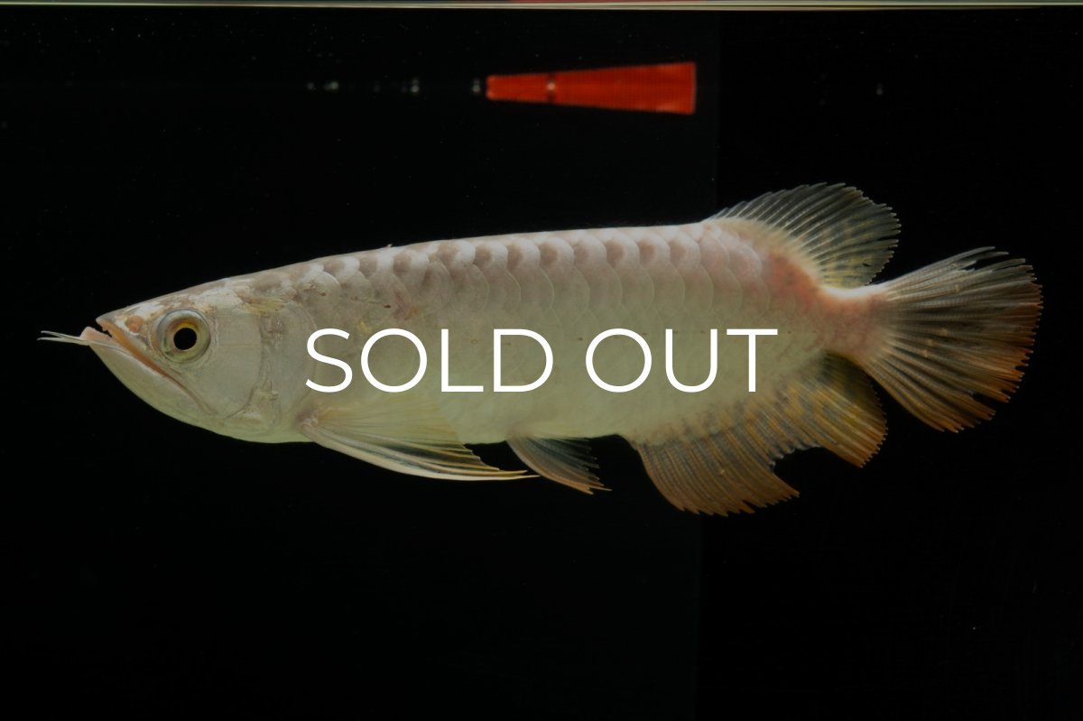 画像5: 過背金龍　NO.6（イーロン産） (5)