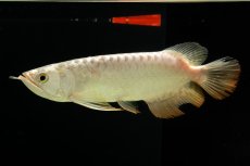 画像5: 過背金龍　NO.6（イーロン産） (5)