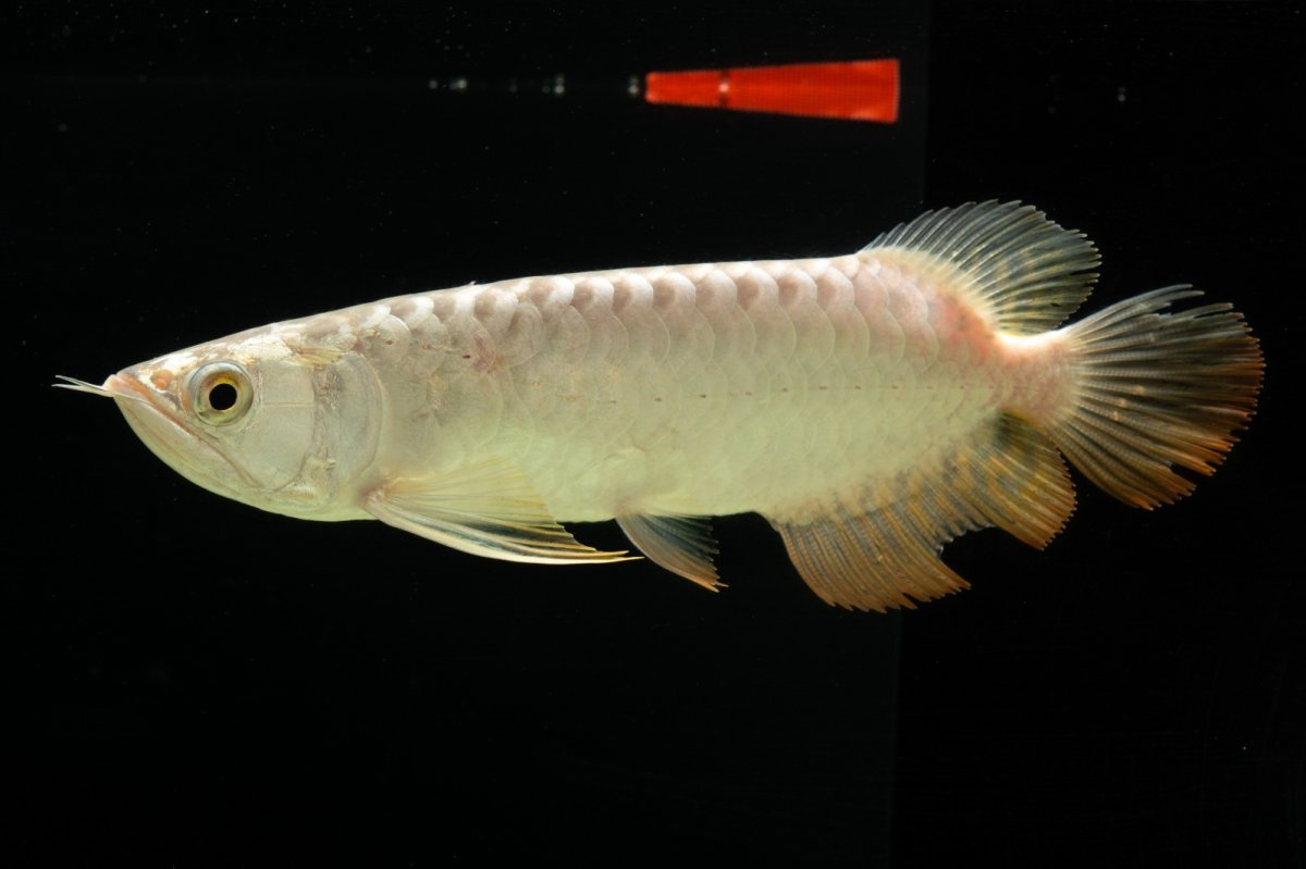 画像3: 過背金龍　NO.6（イーロン産） (3)