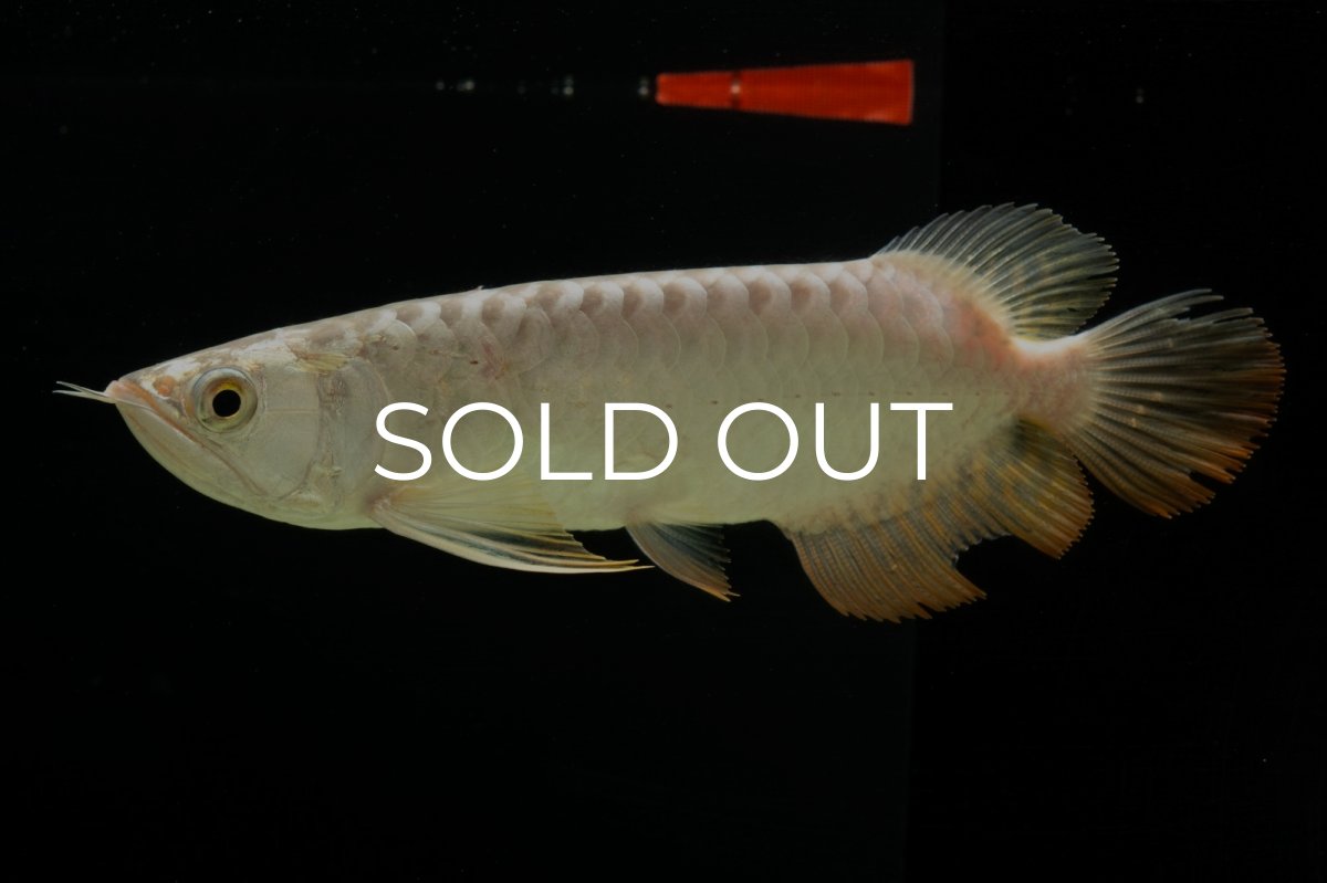 画像3: 過背金龍　NO.6（イーロン産） (3)