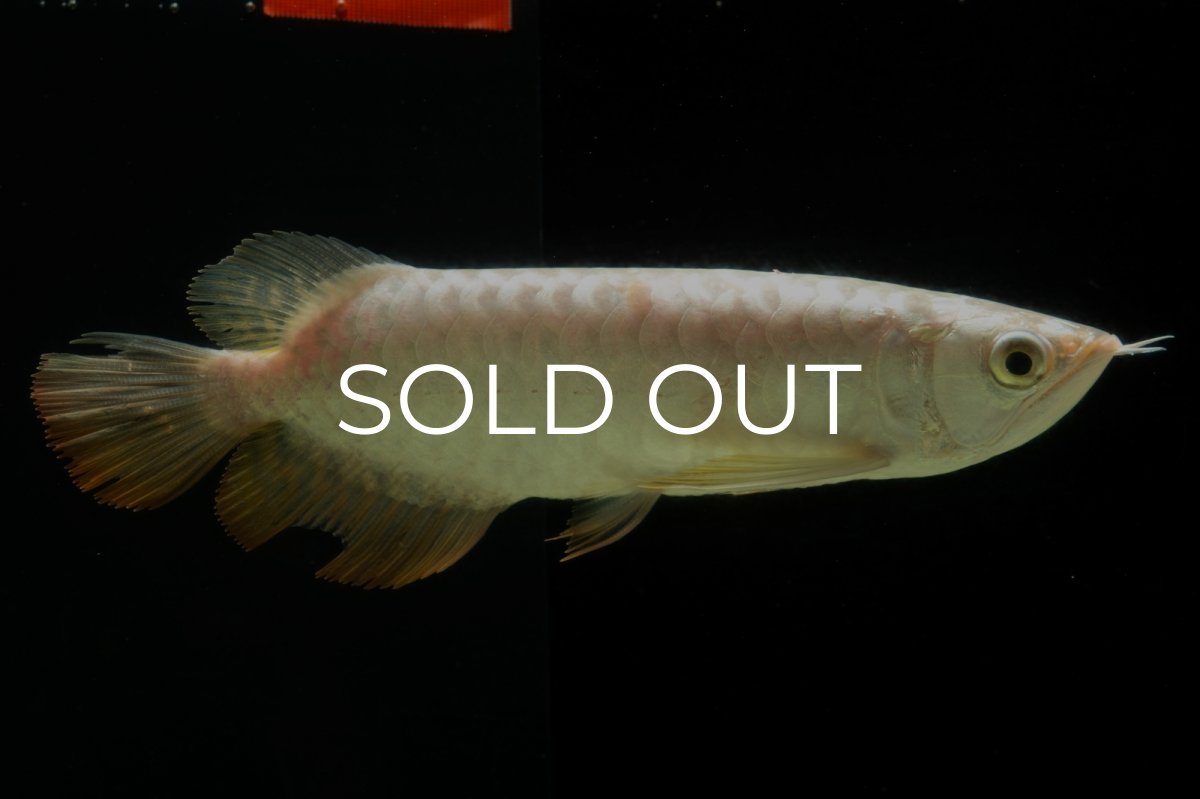 画像4: 過背金龍　NO.6（イーロン産） (4)