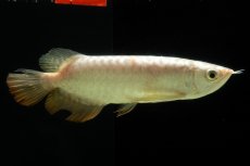 画像4: 過背金龍　NO.6（イーロン産） (4)