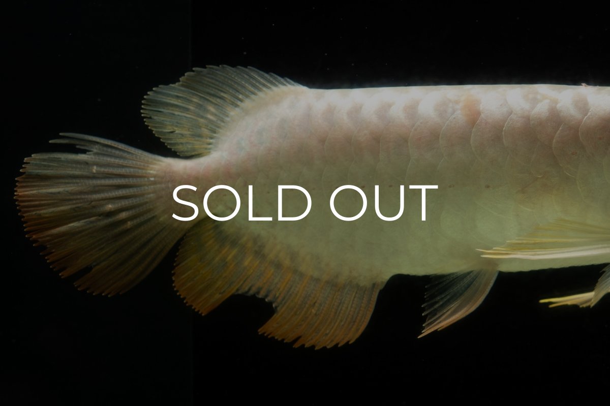 画像6: 過背金龍　NO.6（イーロン産） (6)