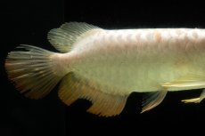 画像6: 過背金龍　NO.6（イーロン産） (6)