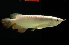 画像2: 過背金龍　NO.6（イーロン産） (2)