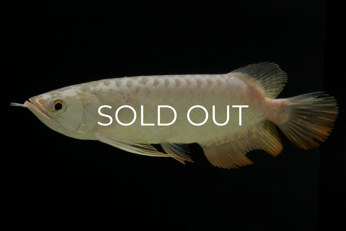 画像1: 過背金龍　NO.6（イーロン産） (1)