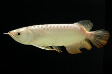 画像1: 過背金龍　NO.6（イーロン産） (1)