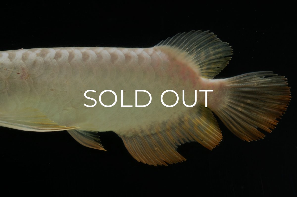 画像7: 過背金龍　NO.6（イーロン産） (7)