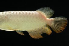 画像7: 過背金龍　NO.6（イーロン産） (7)