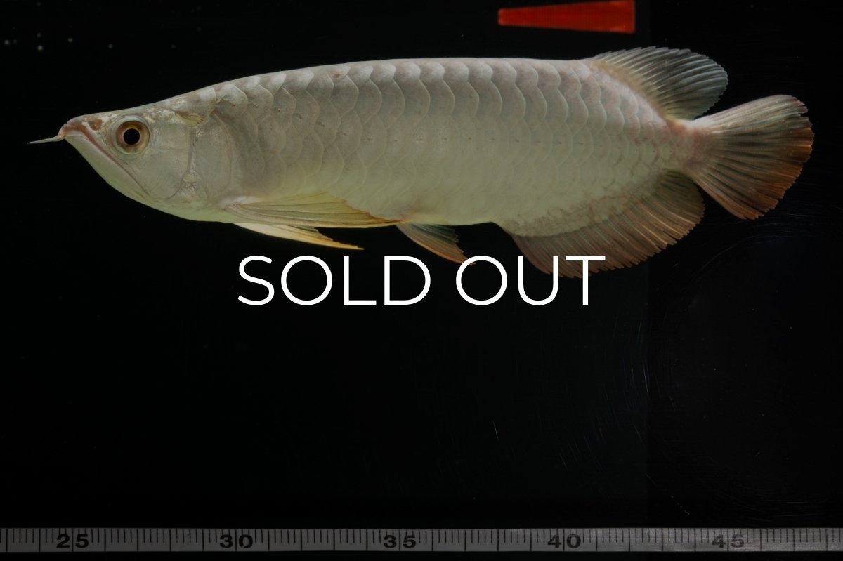 画像20: 過背金龍　NO.7（イーロン産） (20)