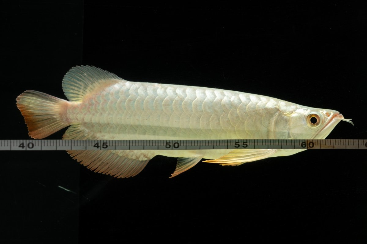 画像19: 過背金龍　NO.7（イーロン産） (19)