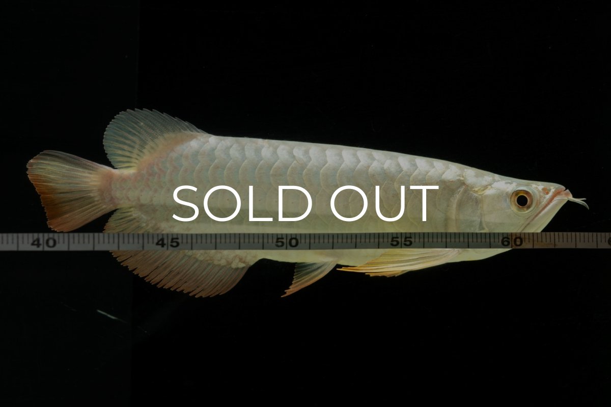 画像19: 過背金龍　NO.7（イーロン産） (19)