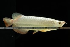 画像19: 過背金龍　NO.7（イーロン産） (19)