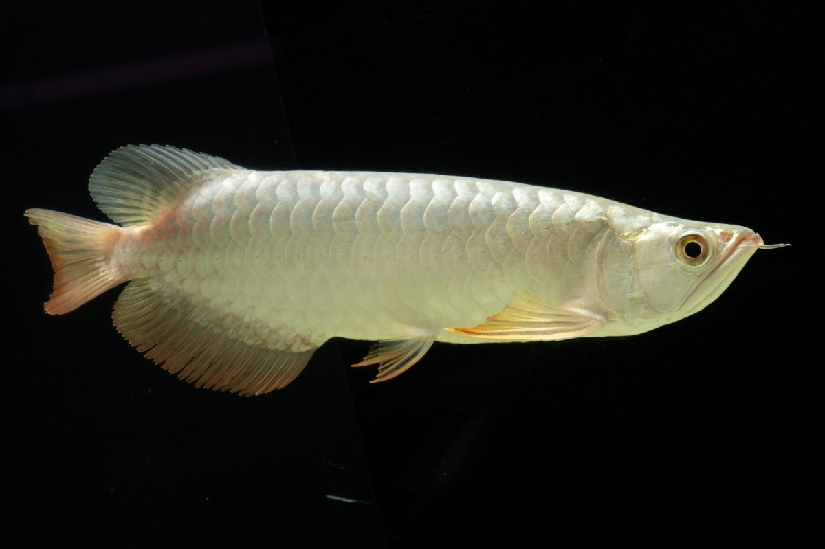 画像14: 過背金龍　NO.7（イーロン産） (14)