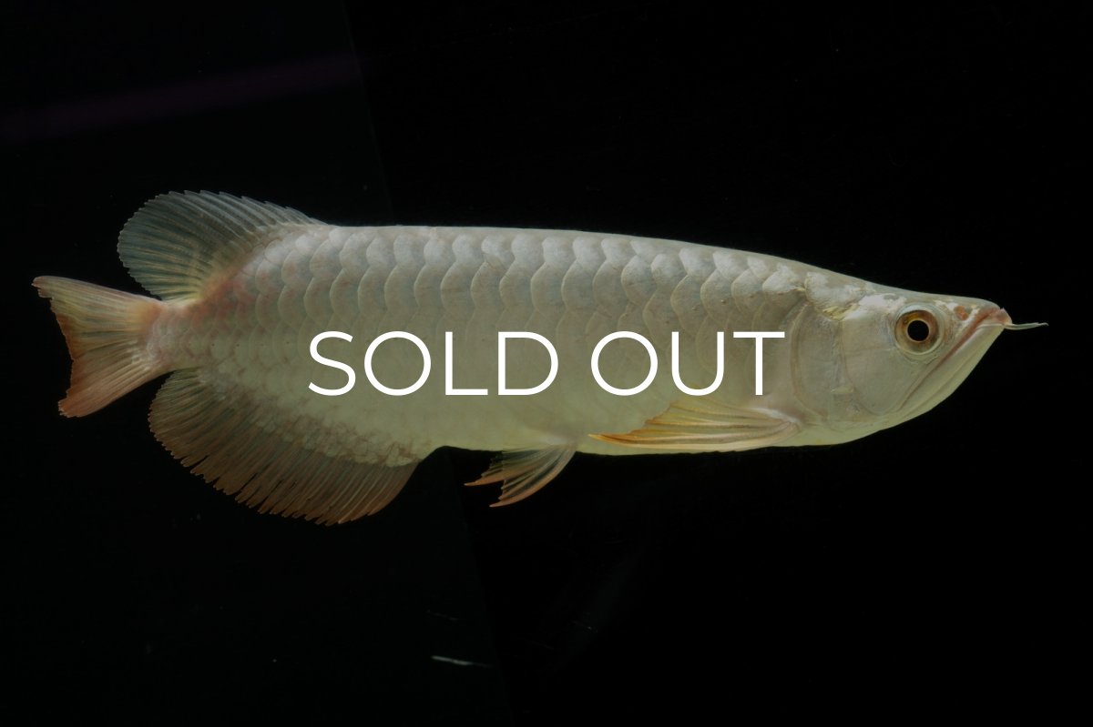 画像14: 過背金龍　NO.7（イーロン産） (14)