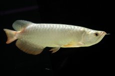 画像14: 過背金龍　NO.7（イーロン産） (14)