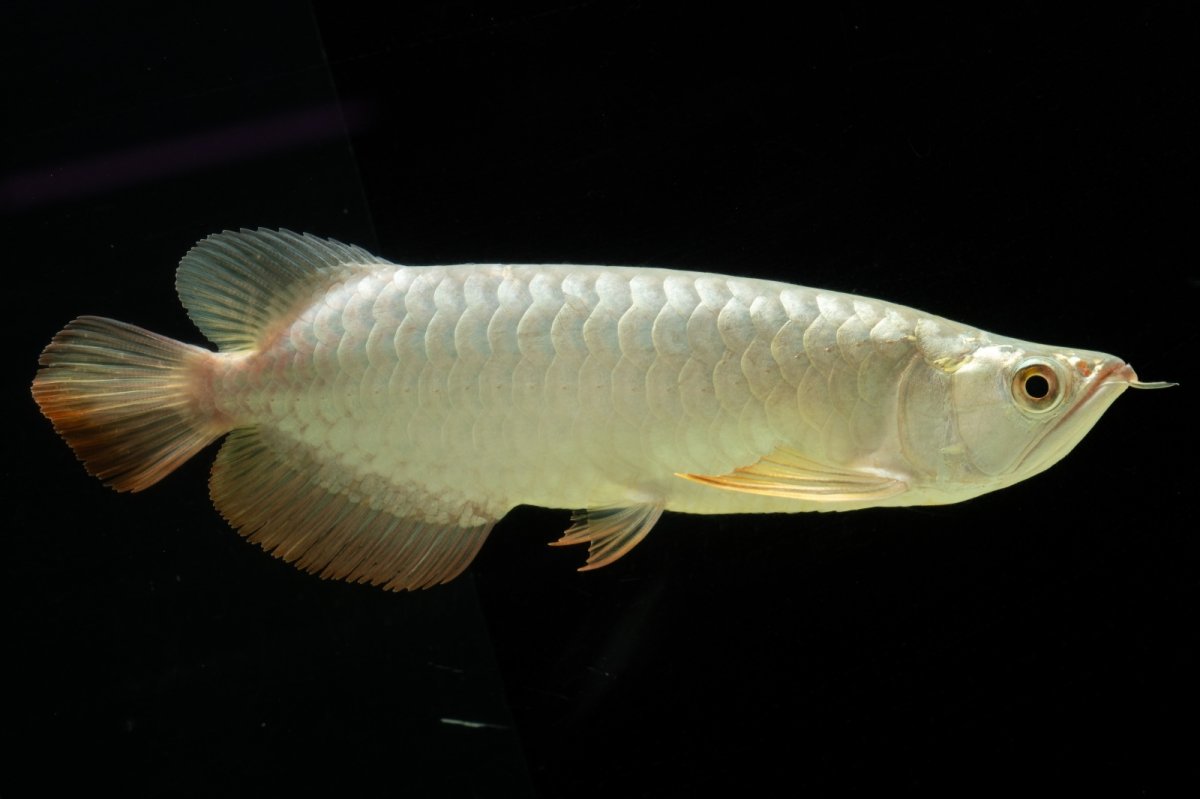 画像12: 過背金龍　NO.7（イーロン産） (12)