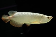 画像12: 過背金龍　NO.7（イーロン産） (12)