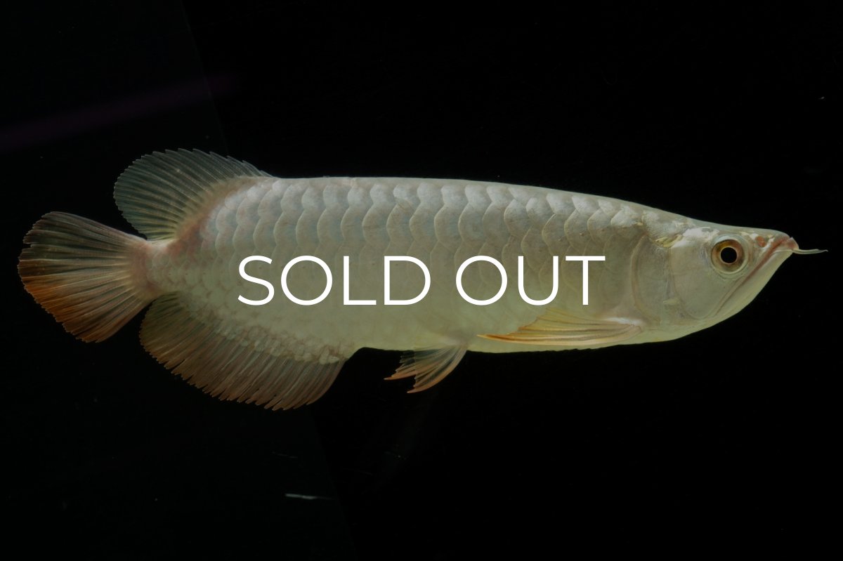 画像10: 過背金龍　NO.7（イーロン産） (10)