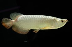 画像10: 過背金龍　NO.7（イーロン産） (10)