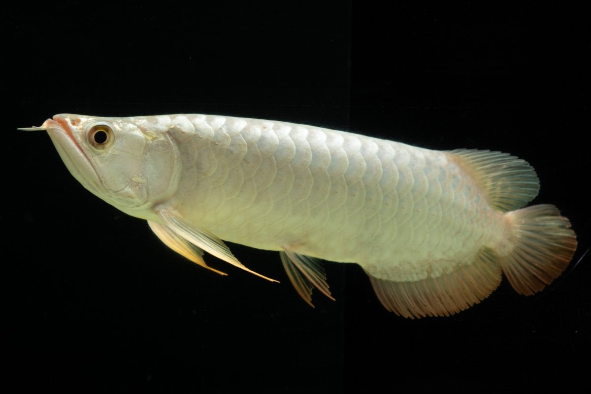 画像17: 過背金龍　NO.7（イーロン産） (17)