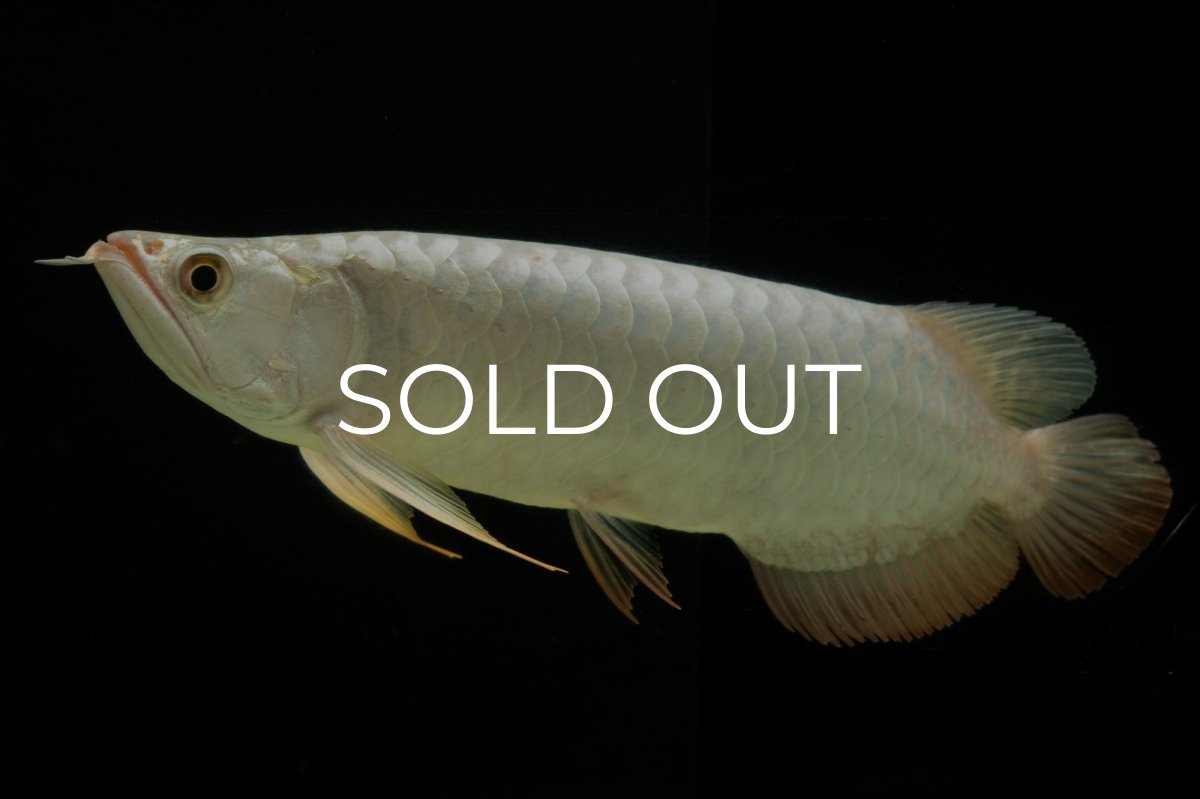 画像17: 過背金龍　NO.7（イーロン産） (17)