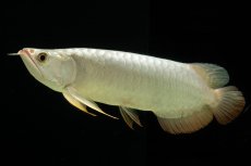 画像17: 過背金龍　NO.7（イーロン産） (17)