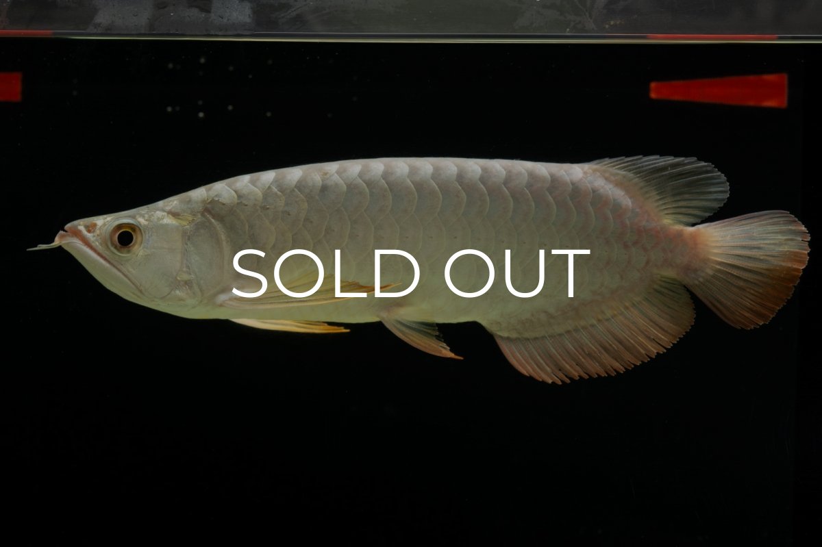 画像16: 過背金龍　NO.7（イーロン産） (16)