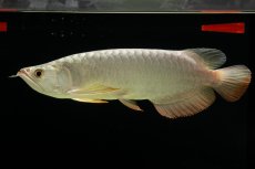 画像16: 過背金龍　NO.7（イーロン産） (16)