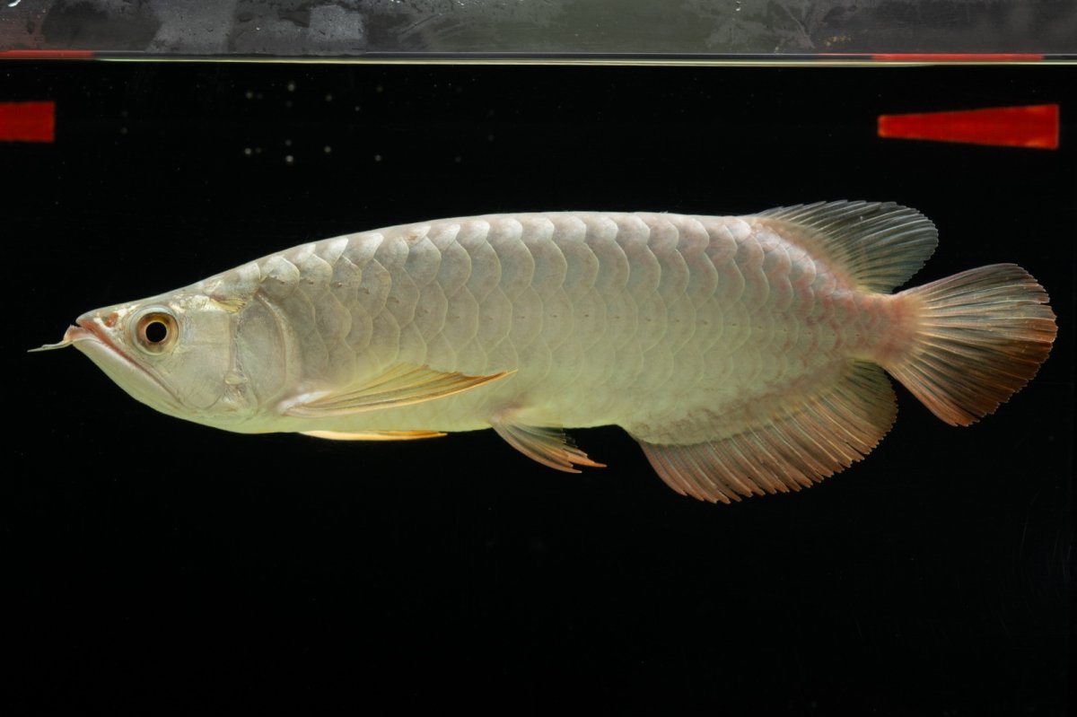 画像15: 過背金龍　NO.7（イーロン産） (15)