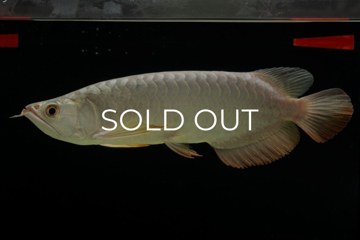 画像15: 過背金龍　NO.7（イーロン産） (15)