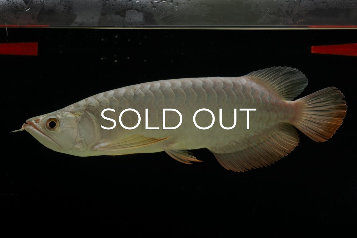 画像13: 過背金龍　NO.7（イーロン産） (13)