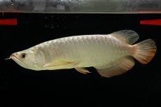 画像13: 過背金龍　NO.7（イーロン産） (13)