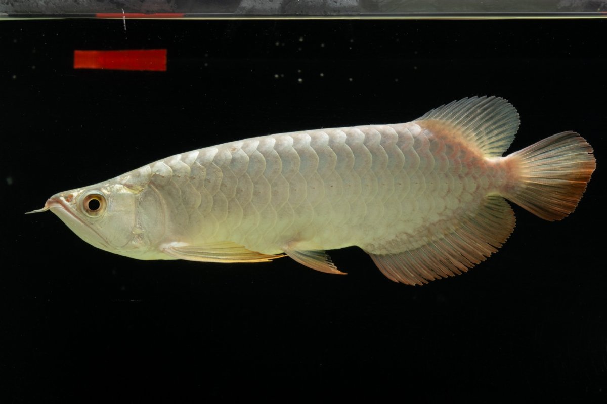 画像11: 過背金龍　NO.7（イーロン産） (11)