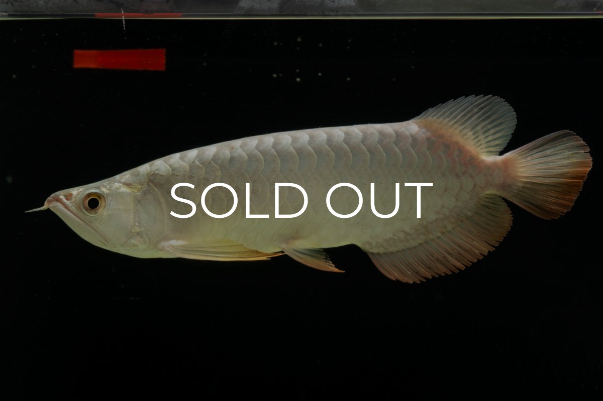 画像11: 過背金龍　NO.7（イーロン産） (11)