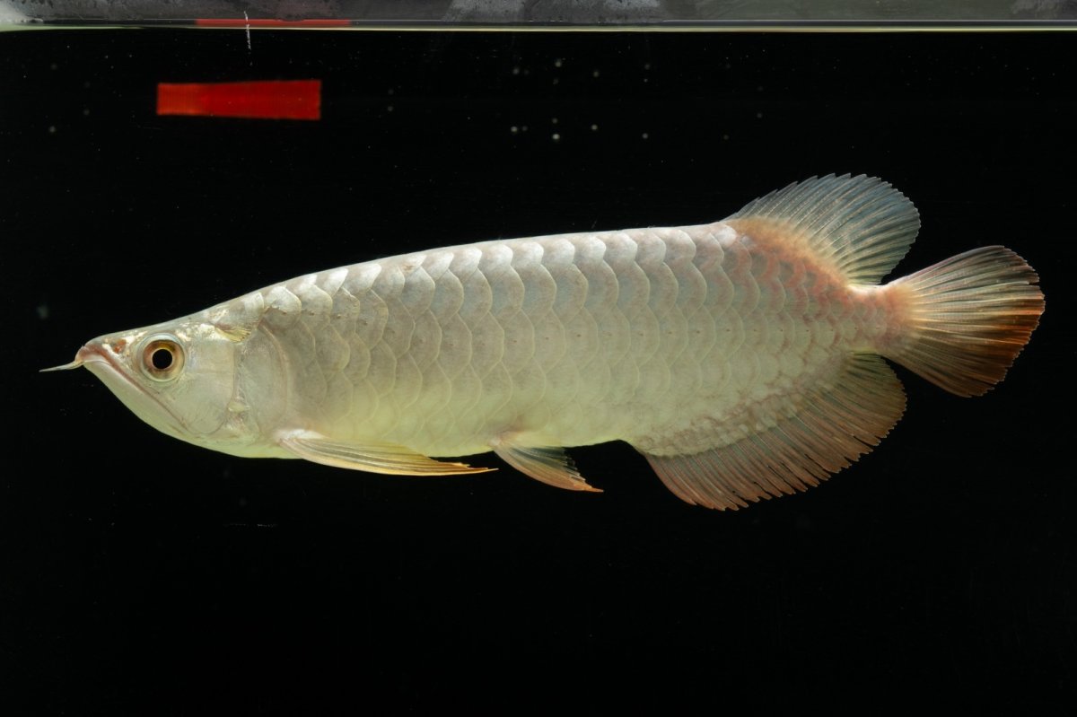 画像9: 過背金龍　NO.7（イーロン産） (9)