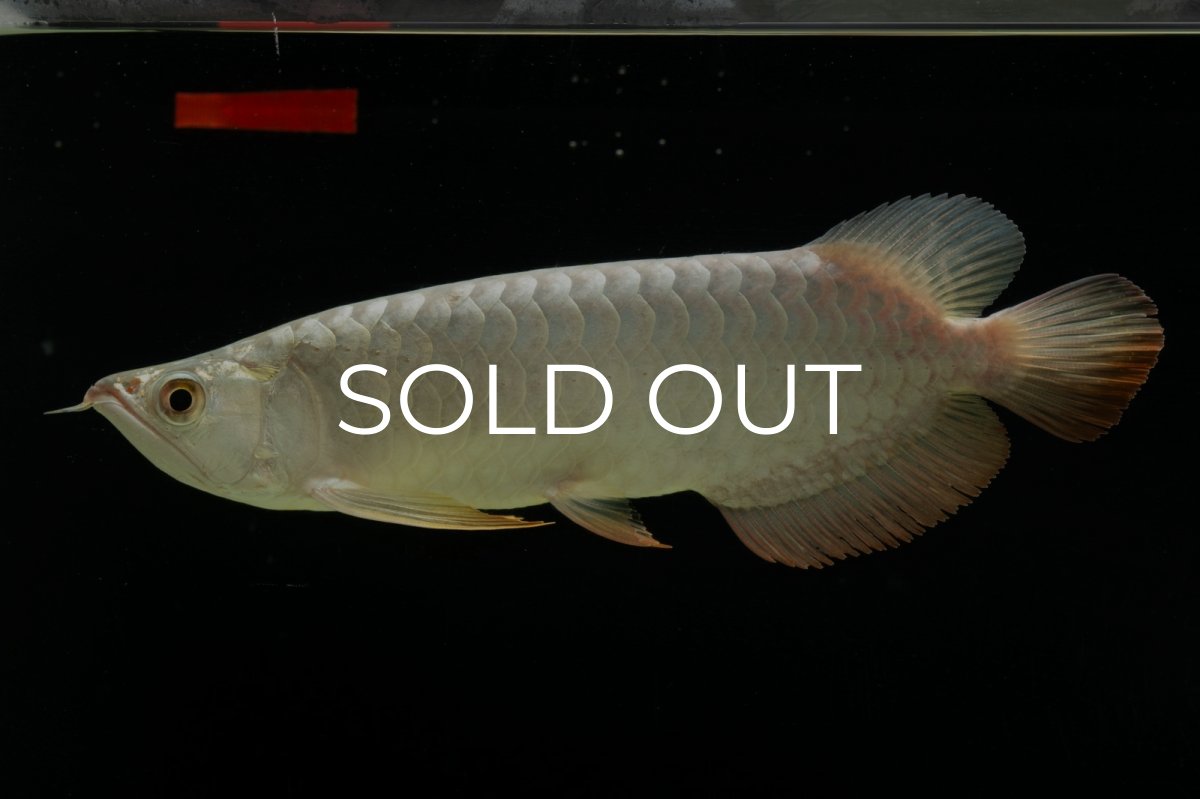 画像9: 過背金龍　NO.7（イーロン産） (9)