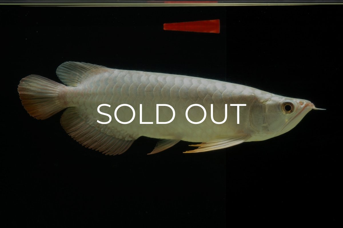 画像8: 過背金龍　NO.7（イーロン産） (8)